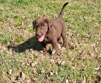 Chocolate Female, a female Labrador Retriever for sale in Castalian Springs, TN – 1 of 2