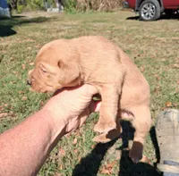 Foxfire Girl, a female Labrador Retriever for sale in Castalian Springs, TN – 2 of 2