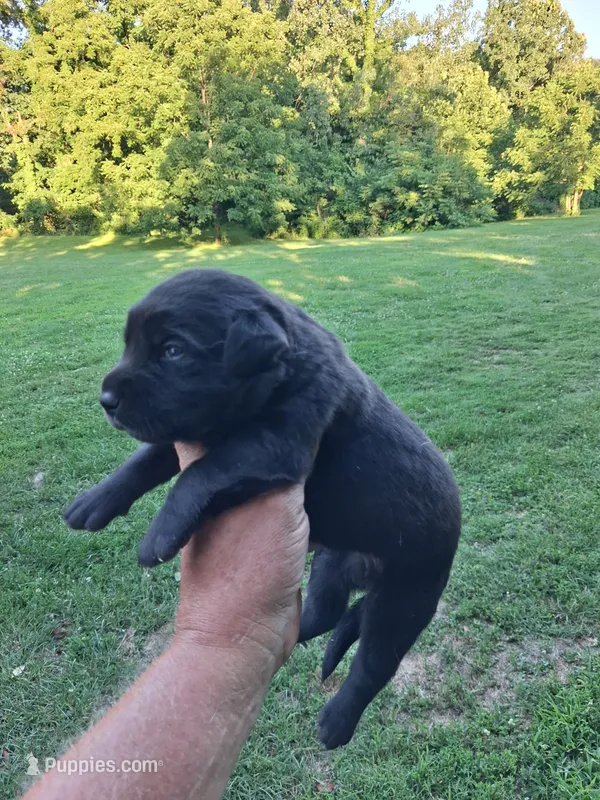 Black Boy – Labrador Retriever puppy for sale in Castalian Springs, TN