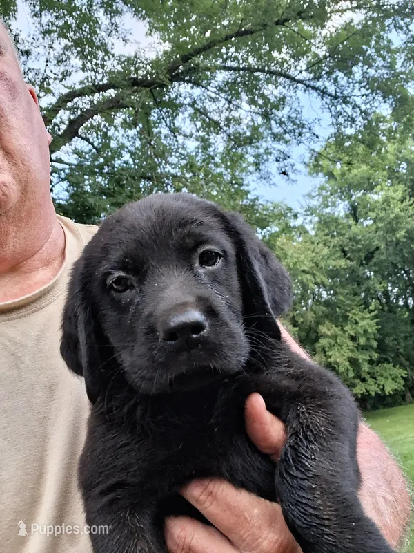 Black Boy – Labrador Retriever puppy for sale in Castalian Springs, TN