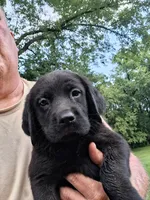 Black Boy, a male Labrador Retriever for sale in Castalian Springs, TN – 1 of 1