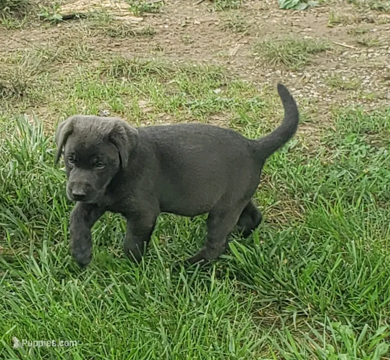 Charcoal Girl – Labrador Retriever puppy for sale in Castalian Springs, TN