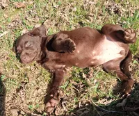 Chocolate Female, a female Labrador Retriever for sale in Castalian Springs, TN – 2 of 2