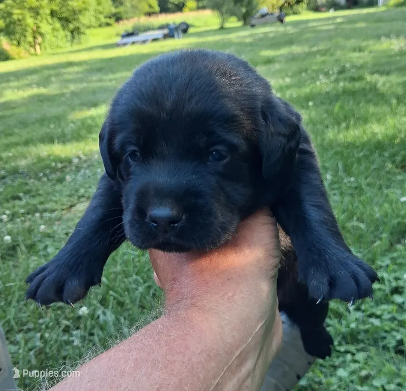 Black Boy – Labrador Retriever puppy for sale in Castalian Springs, TN