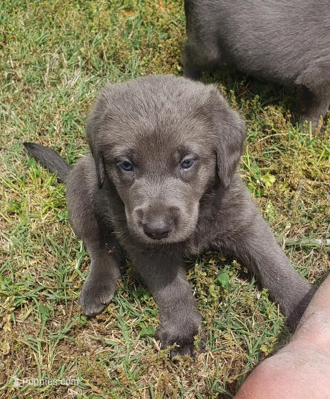 Charcoal Girl 1 – Labrador Retriever puppy for sale in Castalian Springs, TN