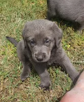 Charcoal Girl 1, a female Labrador Retriever for sale in Castalian Springs, TN – 1 of 1