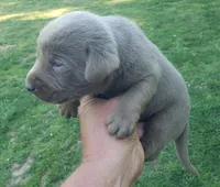 Silver AKC male Labrador , a male Labrador Retriever for sale in Castalian Springs, TN – Photo 2 of 2