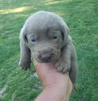 Silver AKC male Labrador , a male Labrador Retriever for sale in Castalian Springs, TN – Photo 1 of 2