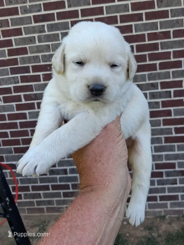 White Girl – Labrador Retriever puppy for sale in Castalian Springs, TN