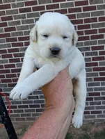 White Girl, a female Labrador Retriever for sale in Castalian Springs, TN – 1 of 2