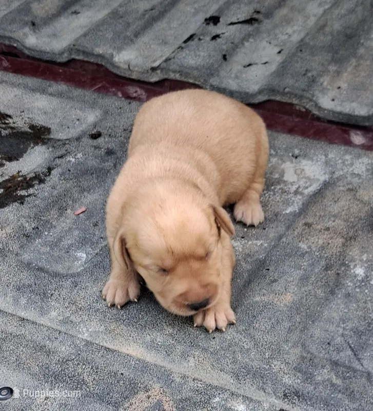 Foxfire 2 – Labrador Retriever puppy for sale in Castalian Springs, TN