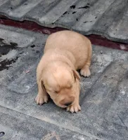 Foxfire 2, a male Labrador Retriever for sale in Castalian Springs, TN – 1 of 1