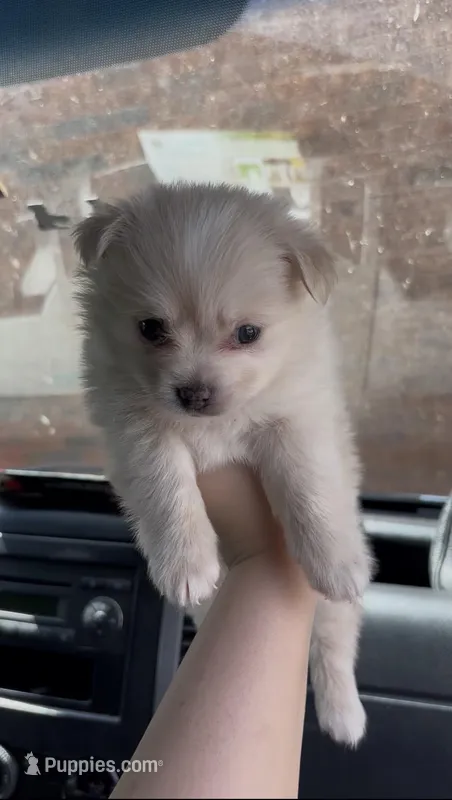 Ace  – Pomeranian, Poodle - Toy  puppy for sale in Lawrenceville, GA