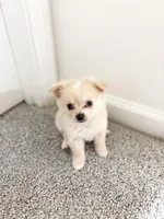 Ace , a male Pomeranian and Poodle - Toy  for sale in Lawrenceville, GA – 2 of 3