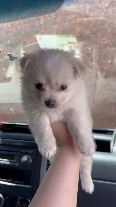 Ace , a male Pomeranian and Poodle - Toy  for sale in Lawrenceville, GA – 3 of 3