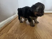 Brownie , a male Yorkshire Terrier for sale in Oxnard, CA – 4 of 5
