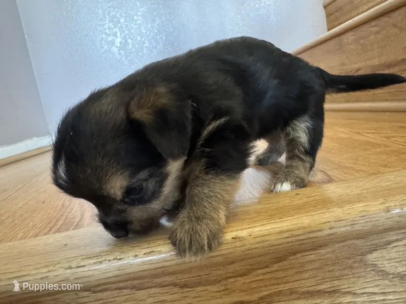 Butter cup  – Yorkshire Terrier puppy for sale in Oxnard, CA