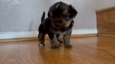 Butter cup , a female Yorkshire Terrier for sale in Oxnard, CA – 3 of 4