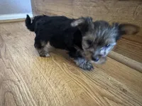 Sky, a female Yorkshire Terrier for sale in Oxnard, CA – Photo 4 of 5