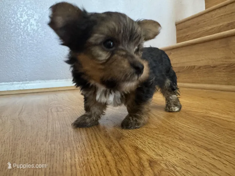 Sky – Yorkshire Terrier puppy for sale in Oxnard, CA