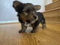 Sky, a female Yorkshire Terrier for sale in Oxnard, CA – Photo 1 of 5