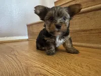 Sky, a female Yorkshire Terrier for sale in Oxnard, CA – Photo 2 of 5