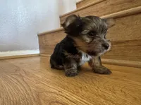 Sky, a female Yorkshire Terrier for sale in Oxnard, CA – Photo 3 of 5