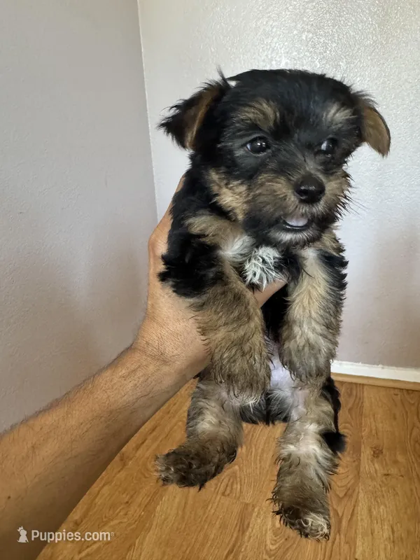 Rocket – Yorkshire Terrier puppy for sale in Oxnard, CA
