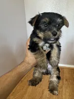 Rocket, a male Yorkshire Terrier for sale in Oxnard, CA – Photo 1 of 4