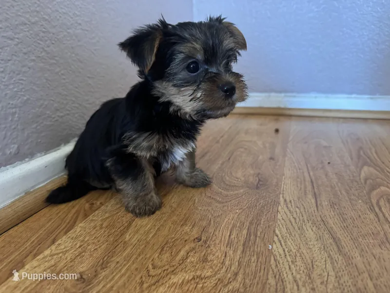 Rocket – Yorkshire Terrier puppy for sale in Oxnard, CA