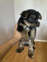 Rocket, a male Yorkshire Terrier for sale in Oxnard, CA – Photo 2 of 4