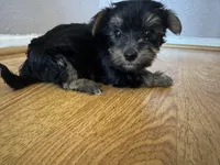 Rocket, a male Yorkshire Terrier for sale in Oxnard, CA – Photo 3 of 4