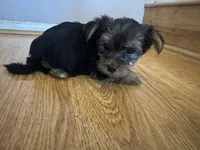 Brownie , a male Yorkshire Terrier for sale in Oxnard, CA – Photo 2 of 5