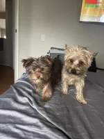 Brownie , a male Yorkshire Terrier for sale in Oxnard, CA – Photo 5 of 5