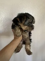 Brownie , a male Yorkshire Terrier for sale in Oxnard, CA – Photo 3 of 5