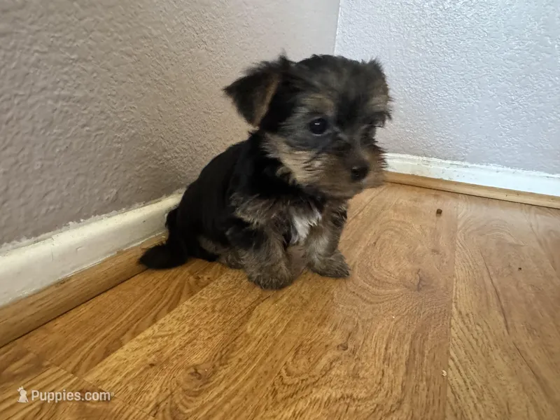 Brownie  – Yorkshire Terrier puppy for sale in Oxnard, CA