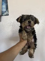 Brownie , a male Yorkshire Terrier for sale in Oxnard, CA – Photo 4 of 5