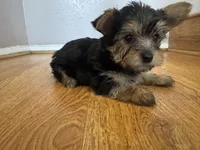 Mia, a male Yorkshire Terrier for sale in Oxnard, CA – Photo 2 of 4