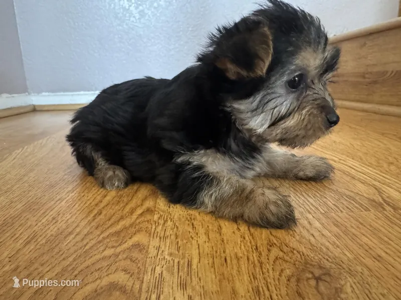 Mia – Yorkshire Terrier puppy for sale in Oxnard, CA