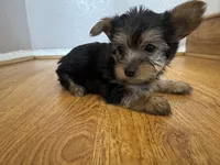 Mia, a male Yorkshire Terrier for sale in Oxnard, CA – Photo 3 of 4