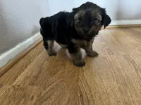 Brownie , a male Yorkshire Terrier for sale in Oxnard, CA – 3 of 5
