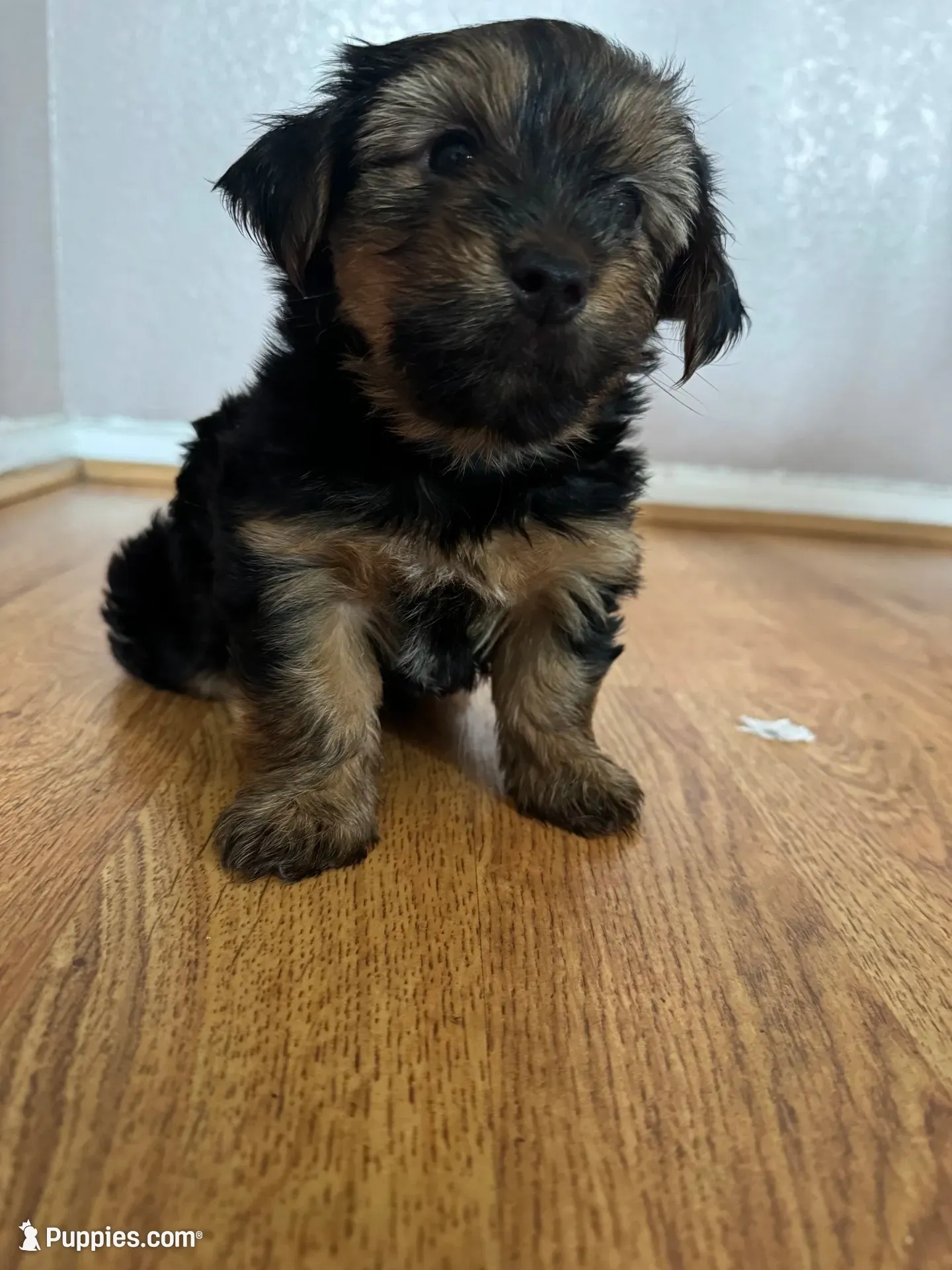 Brownie , a male Yorkshire Terrier for sale in Oxnard, CA – 1 of 5