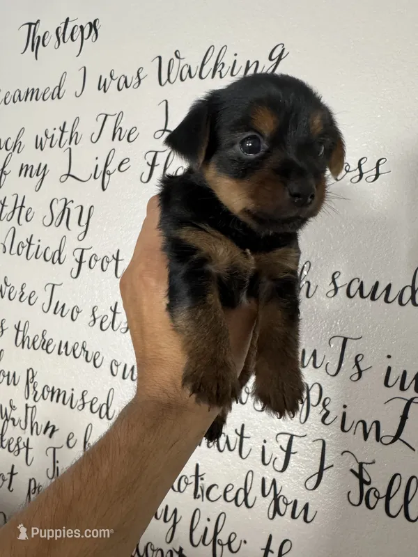Daisy  – Yorkshire Terrier puppy for sale in Oxnard, CA
