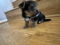 Zeus , a male Yorkshire Terrier for sale in Oxnard, CA – Photo 4 of 6