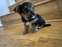 Zeus , a male Yorkshire Terrier for sale in Oxnard, CA – Photo 2 of 6