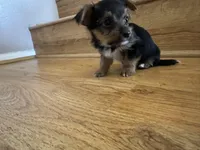 Zeus , a male Yorkshire Terrier for sale in Oxnard, CA – Photo 3 of 6