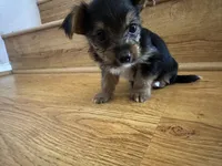 Zeus , a male Yorkshire Terrier for sale in Oxnard, CA – Photo 5 of 6