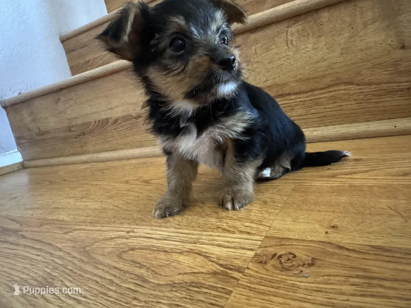 Zeus  – Yorkshire Terrier puppy for sale in Oxnard, CA