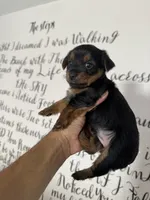 Daisy , a female Yorkshire Terrier for sale in Oxnard, CA – 2 of 4