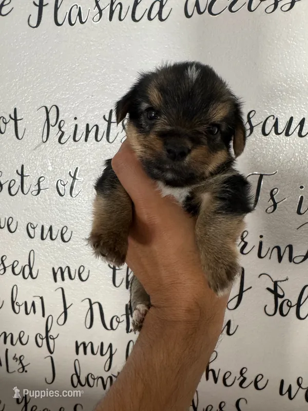 Butter cup  – Yorkshire Terrier puppy for sale in Oxnard, CA